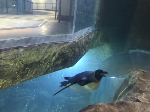 Penguin